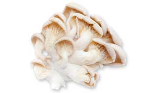 Oyster mushrooms
