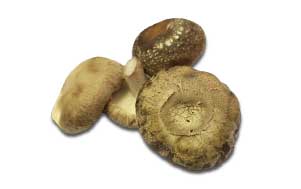 Shitake mushrooms