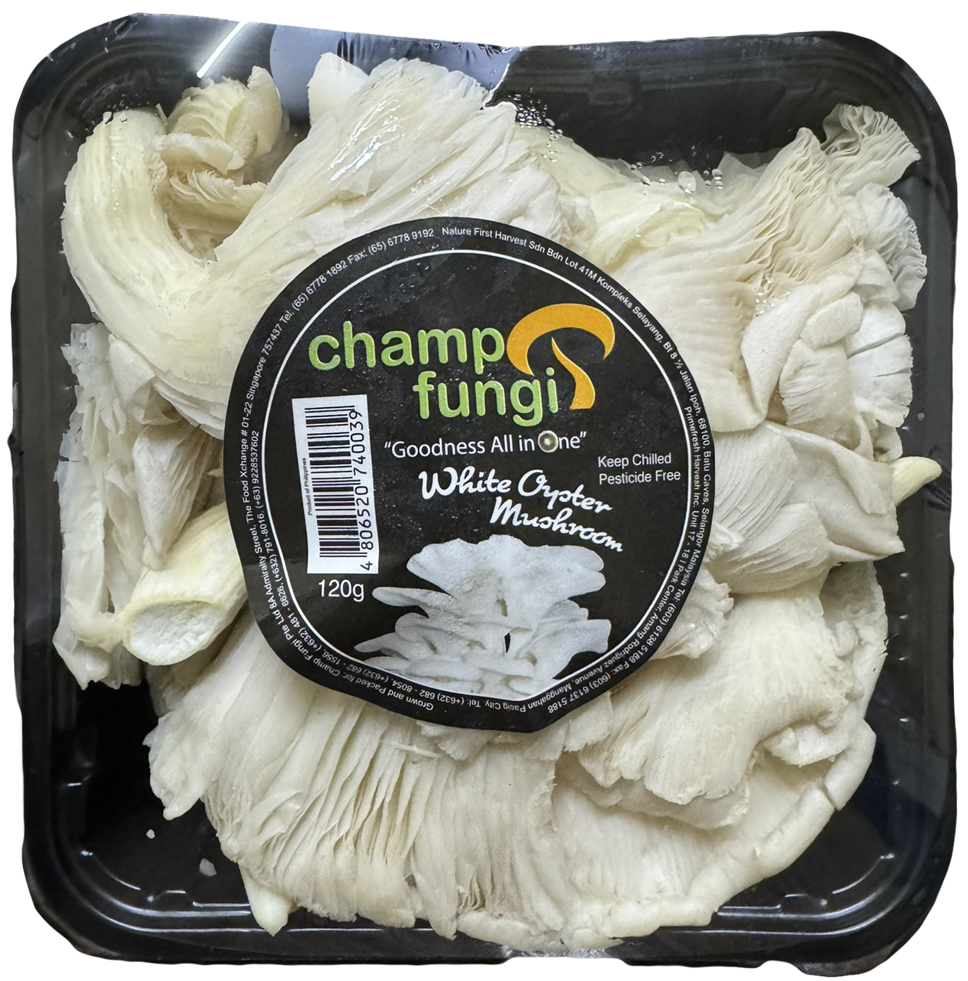 White Oyster Mushroom